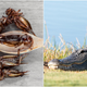 Illustration for article titled Last Call: The most memorable things I ate in New Orleans last week